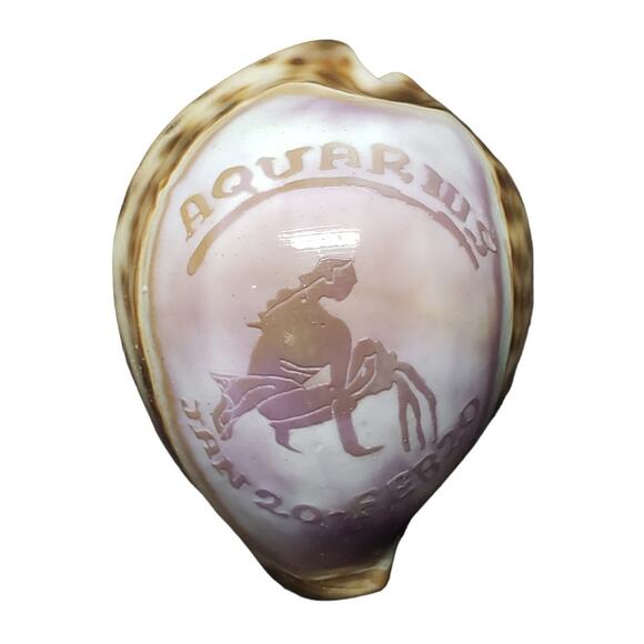 Aquarius Astrology January 20 -  February 20 Tiger Cowrie Seashell Horoscope - Picture 1 of 8